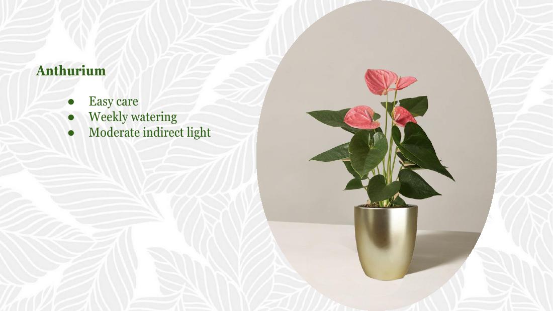 Anthurium