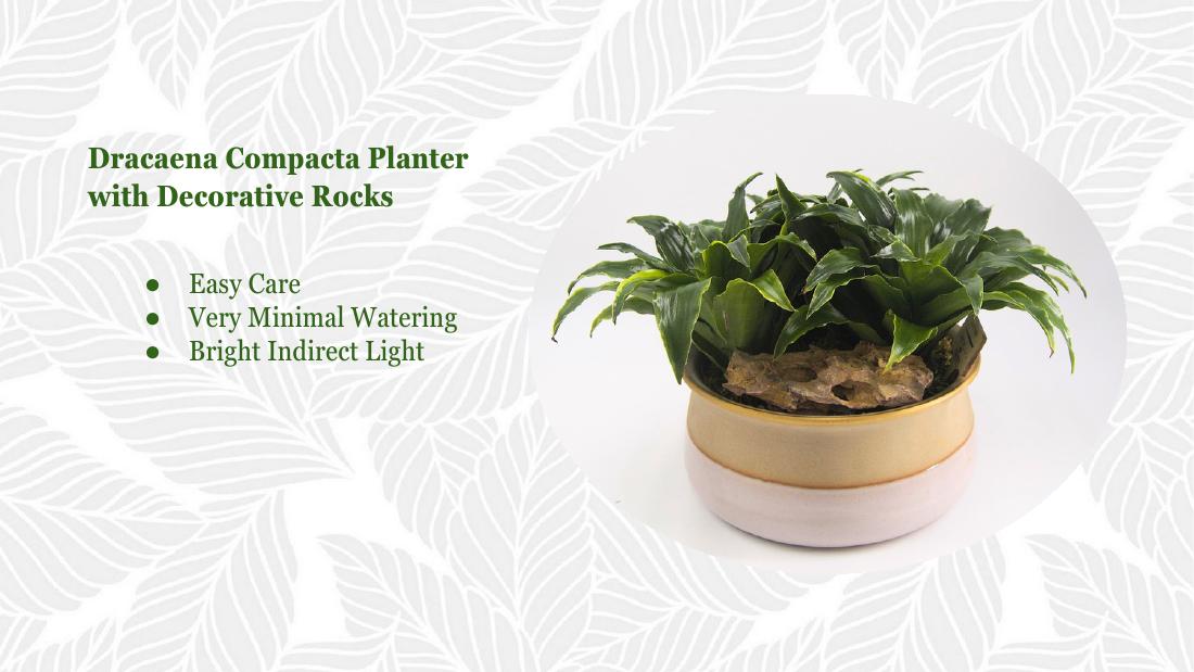 Dracaena compacta