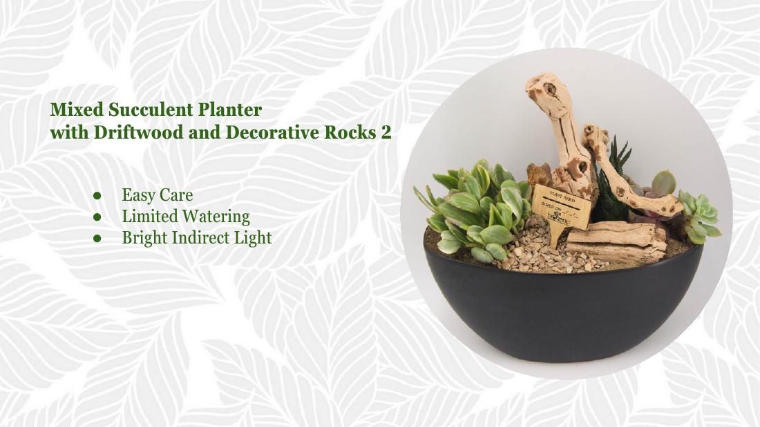 Succulent driftwood 2