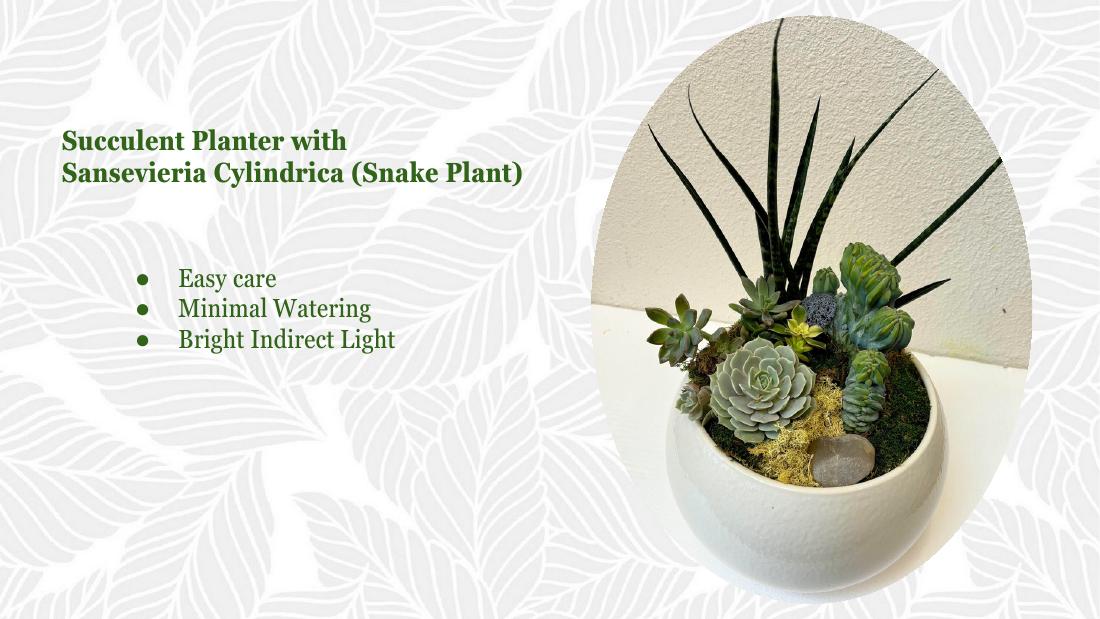 Succulent cylindrica