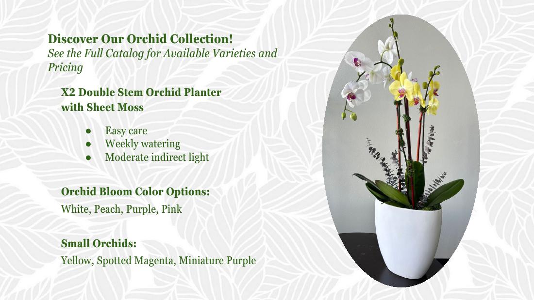 X2 double stem orchid