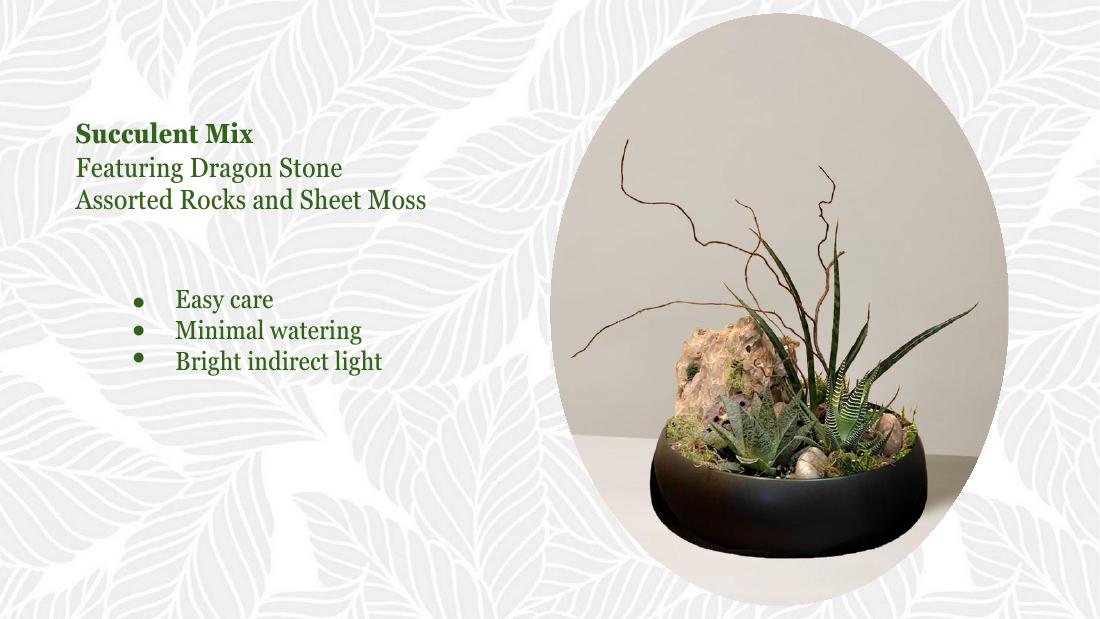 Dragon stone succulent mix
