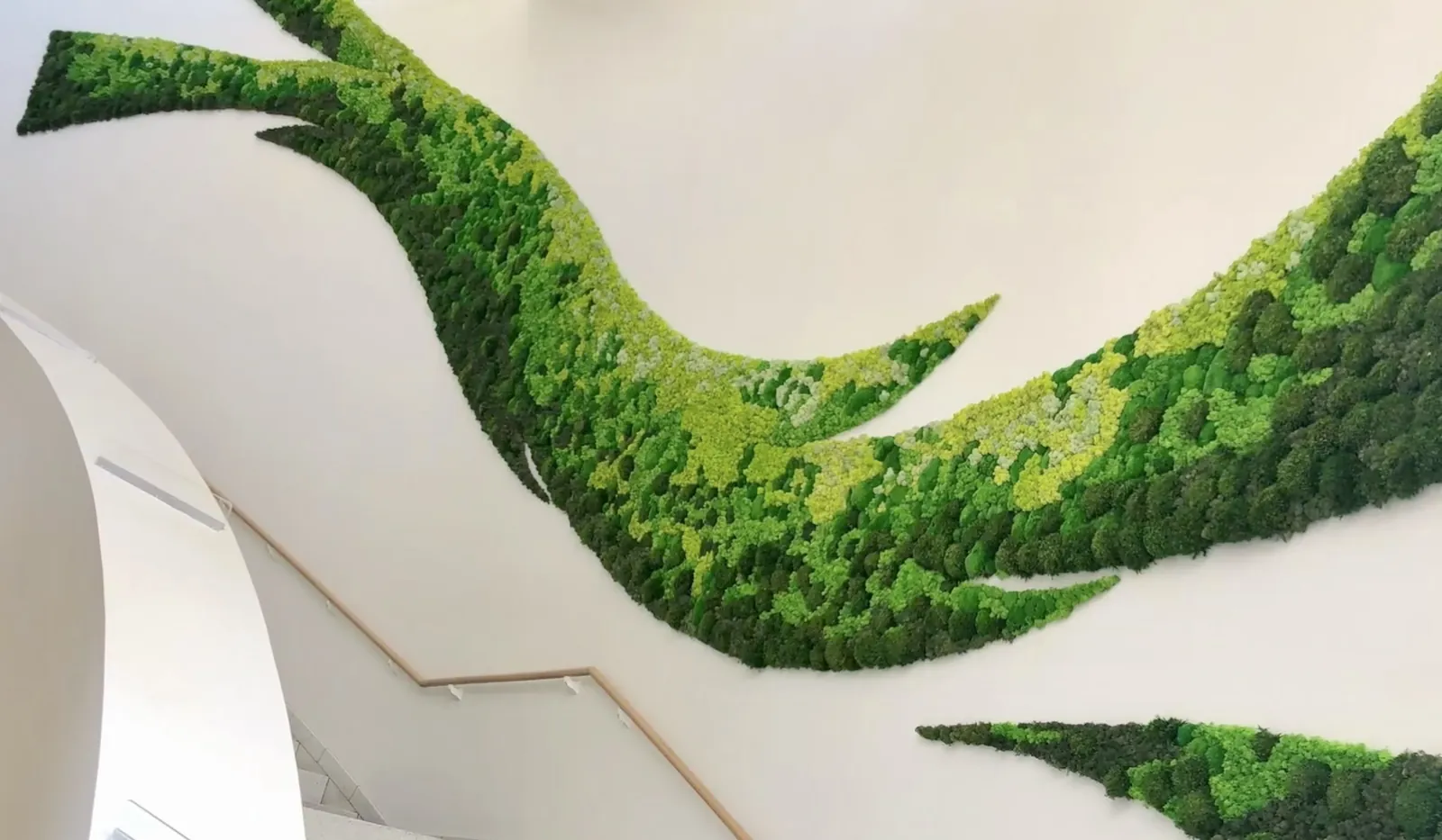 Flowing moss shape on a white wall