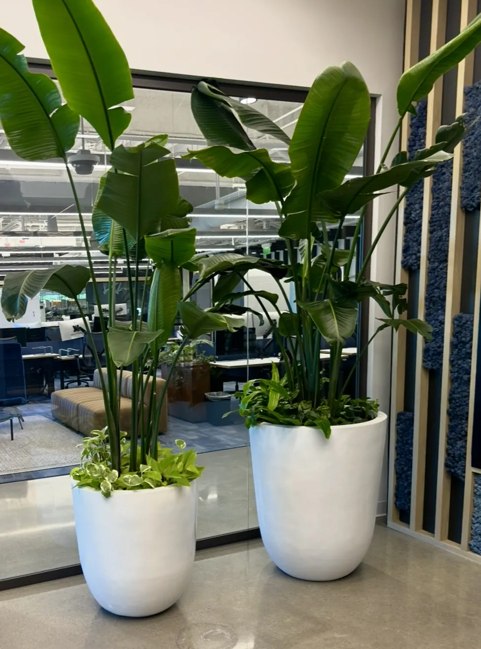 Planters with tropical plants in a bright office