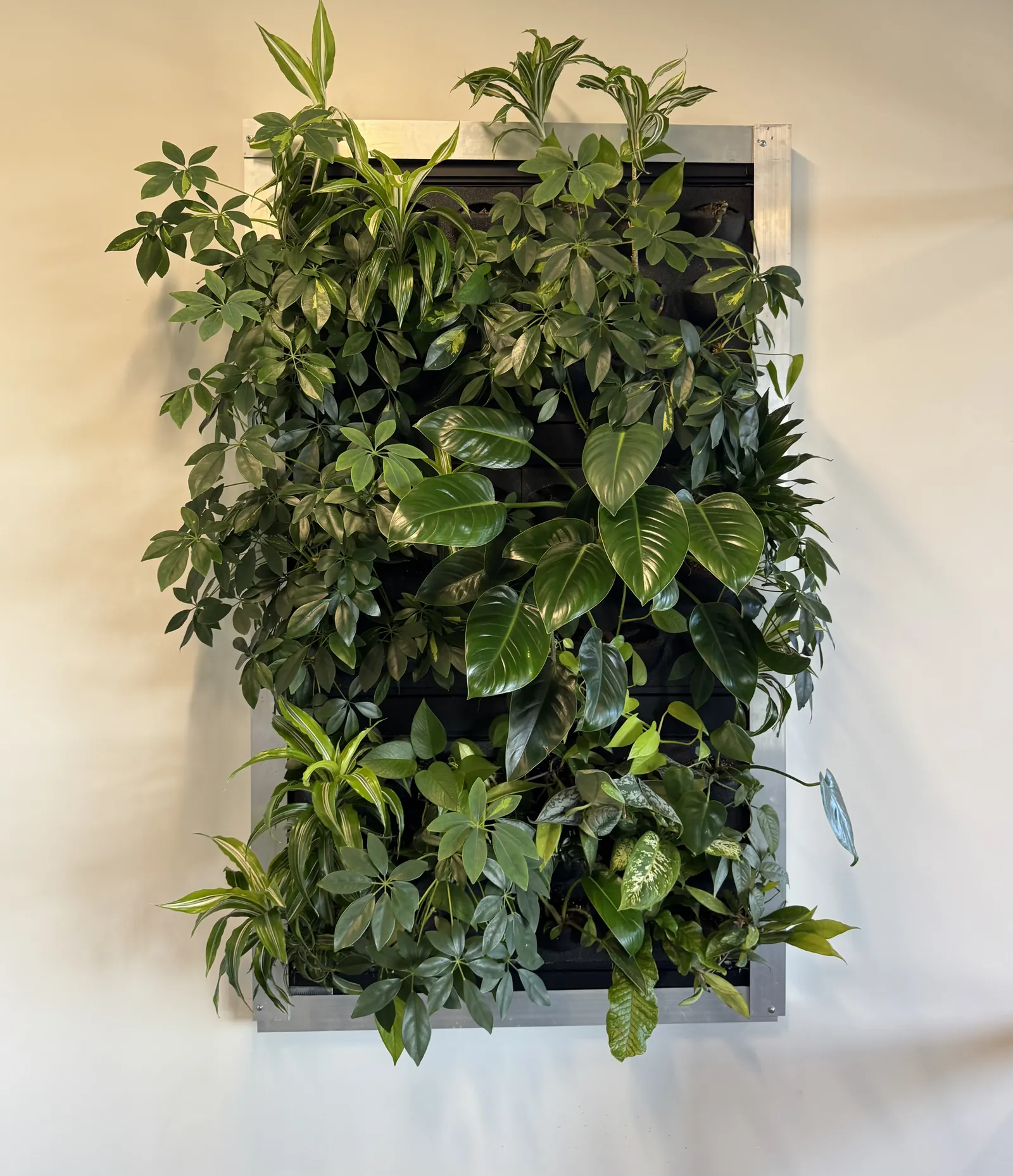 Framed living wall