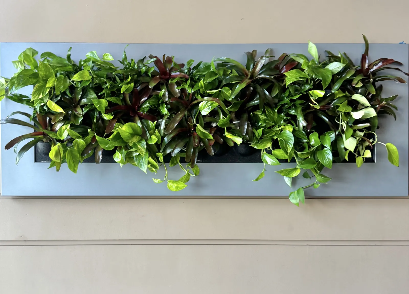 Living wall panel above a desk