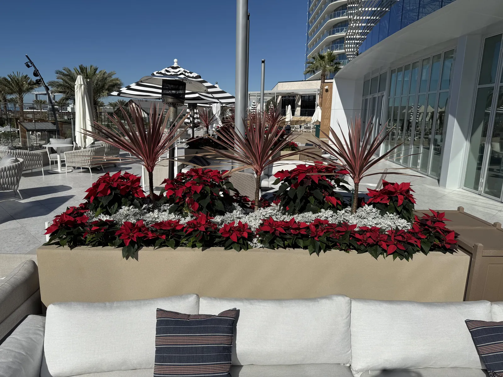 Holiday planters with poinsettias
