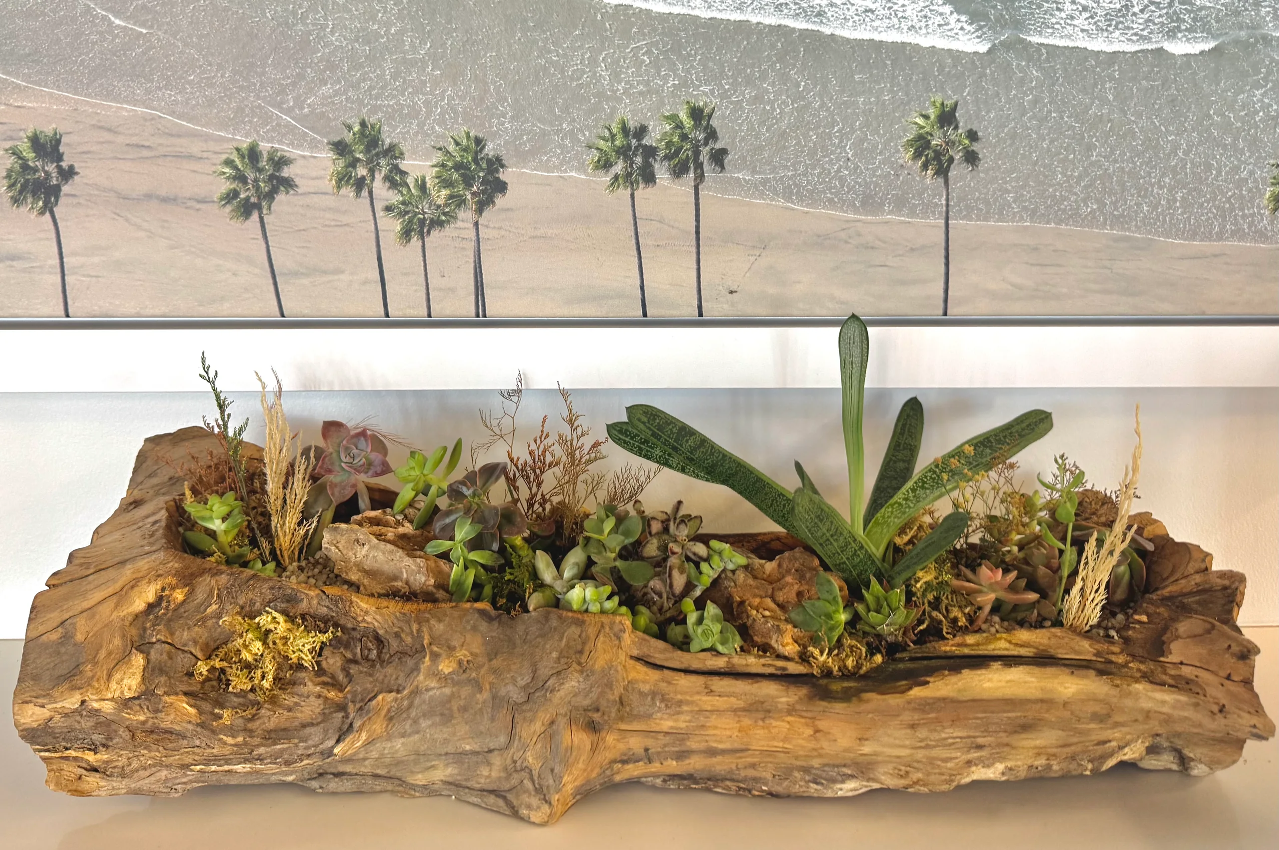 A driftwood succulent planter with an ocean view