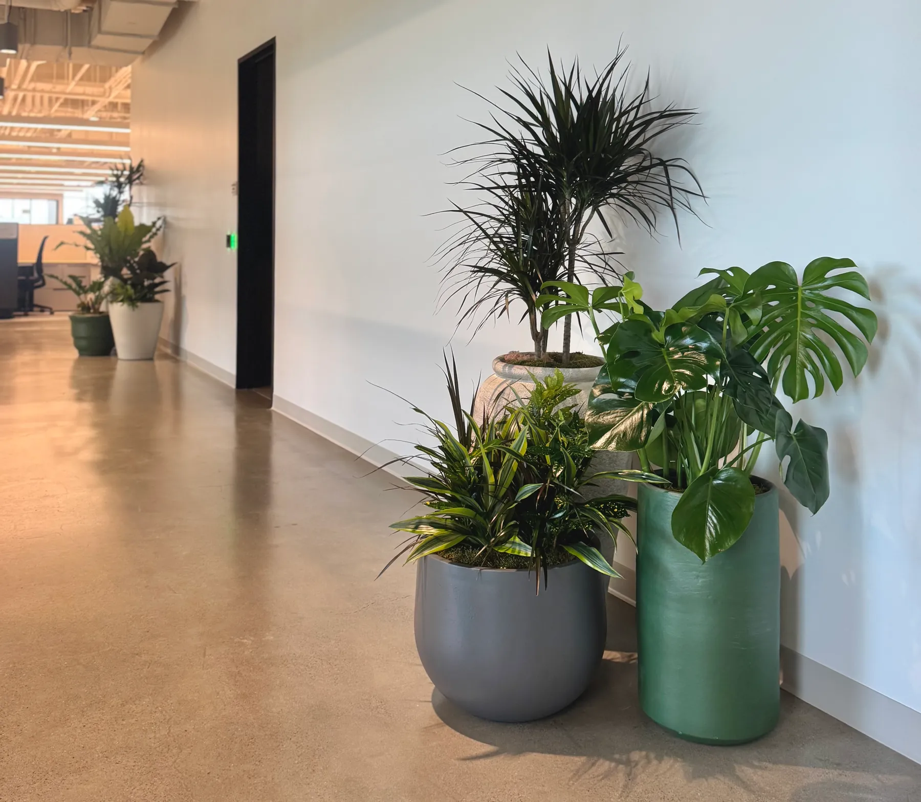 A trio of floor planters along an office corridor