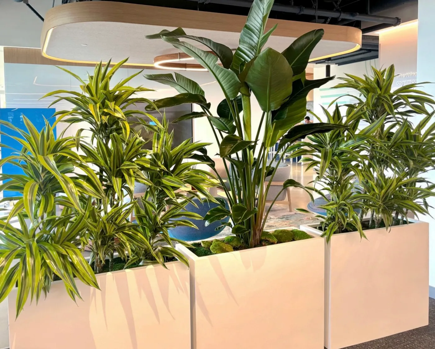 Planter boxes with bird of paradise in an office