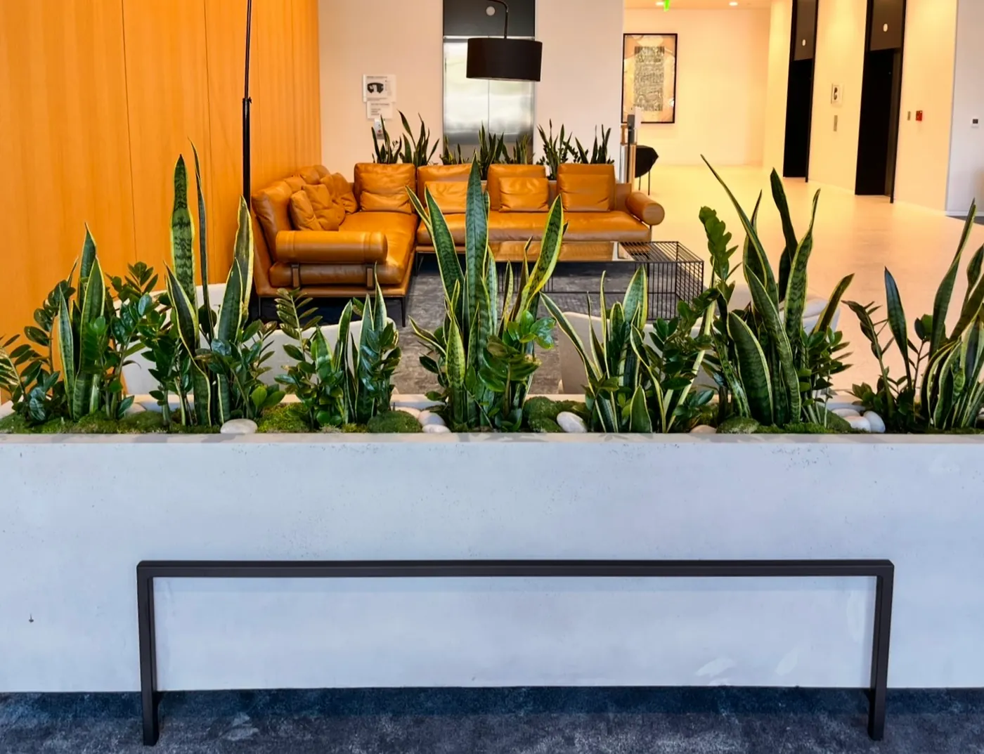 A snake plant bed beside a lounge