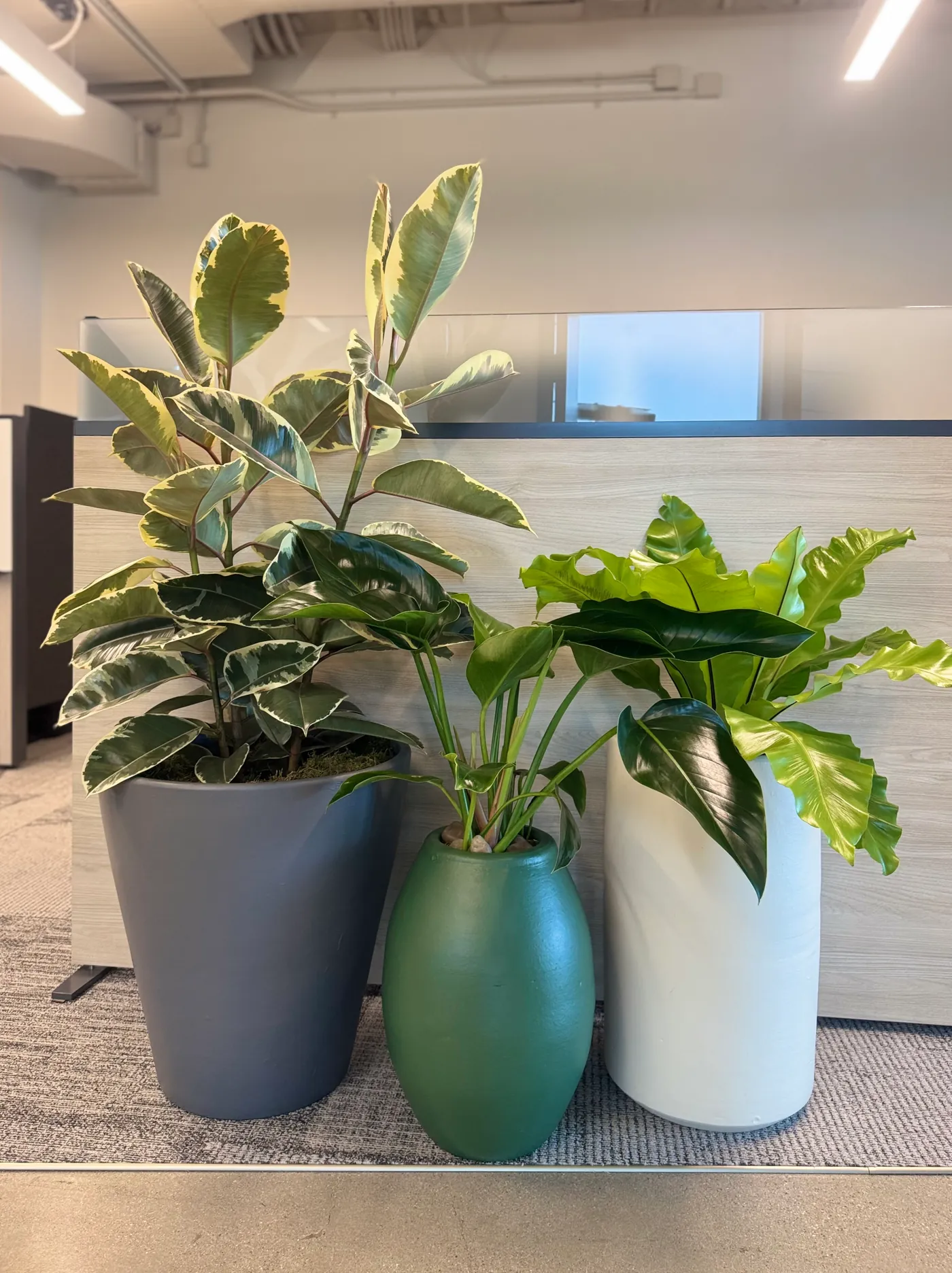 Three planters in matching tones