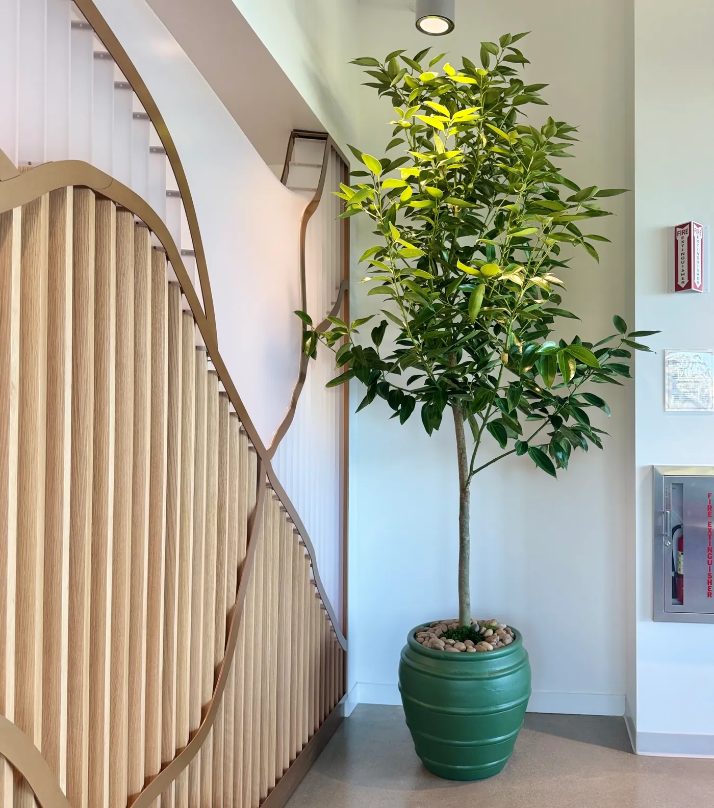 A tree in a green planter beside a wood wall