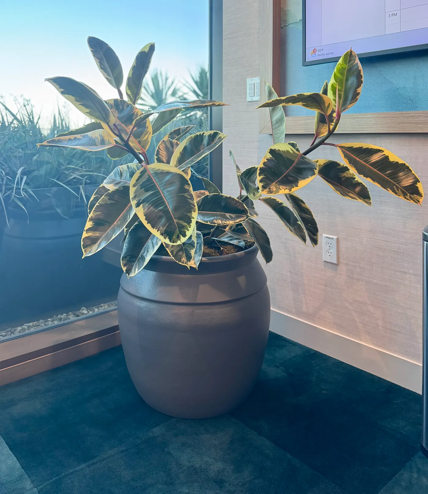A croton in a floor planter