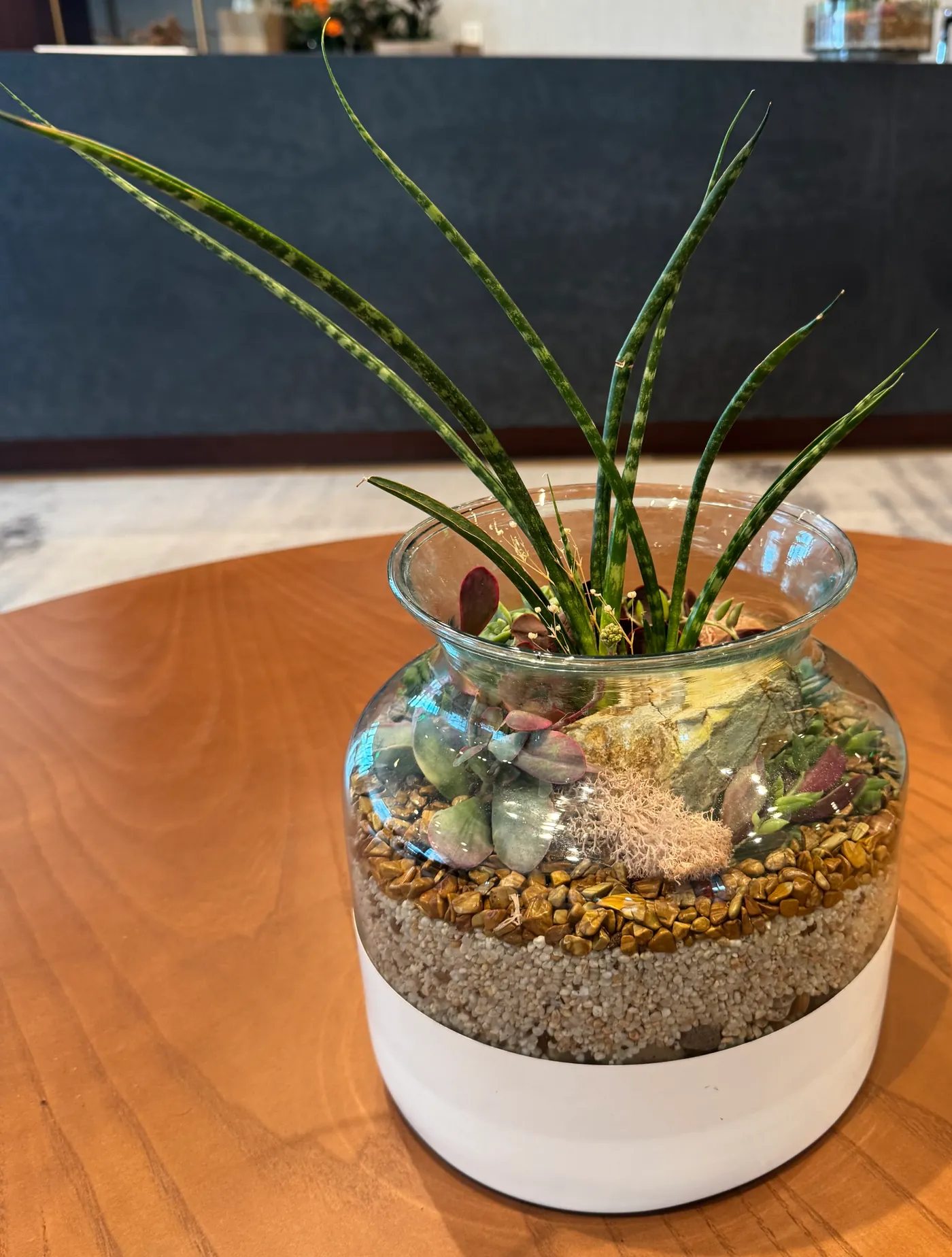 Glass terrarium with a snake plant and layered stone